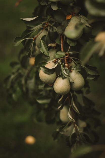 Prossimo piano dei frutti che crescono sulla pianta