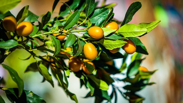 Prossimo piano dei frutti sull'albero