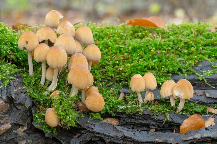 Foto prossimo piano dei funghi