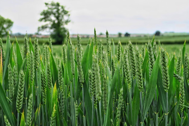 Prossimo piano dei gambi di grano che crescono nel campo