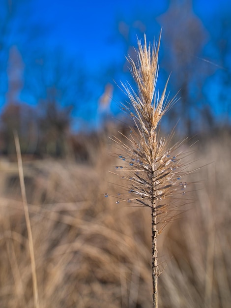 Prossimo piano dei gambi nel campo