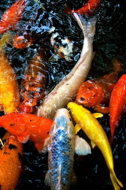 Prossimo piano dei pesci in acqua