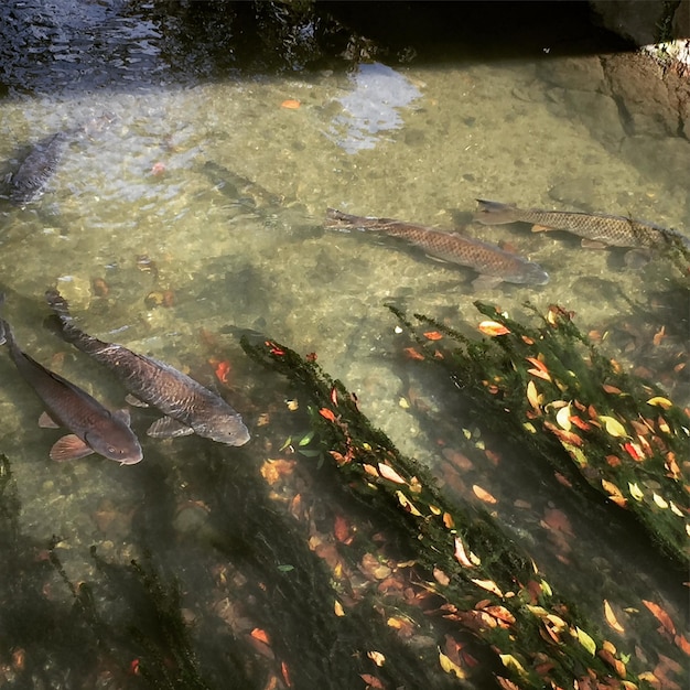 Prossimo piano dei pesci sott'acqua