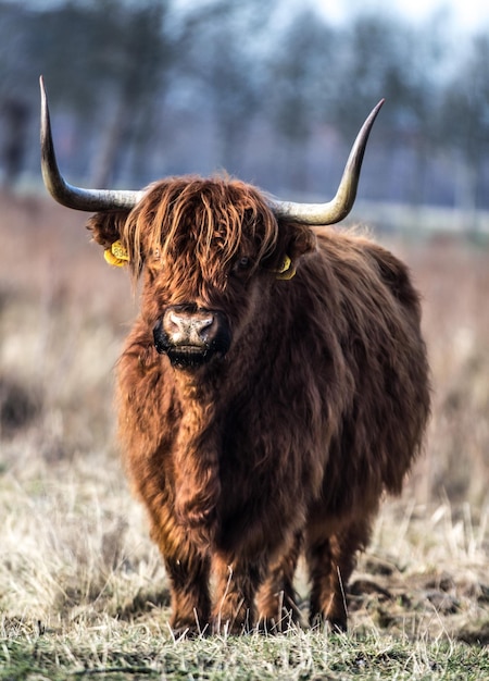 Prossimo piano del bestiame di montagna