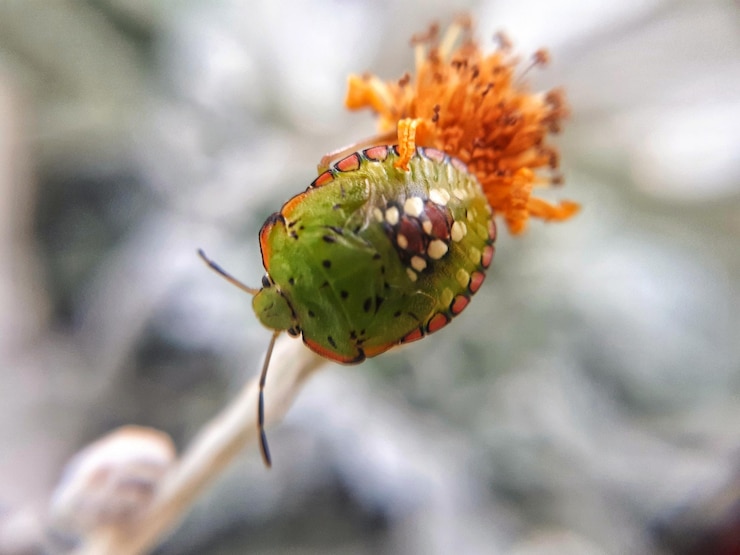 Foto prossimo piano del bocciolo di rosa sulla pianta