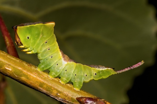 Prossimo piano del bruco sulla pianta