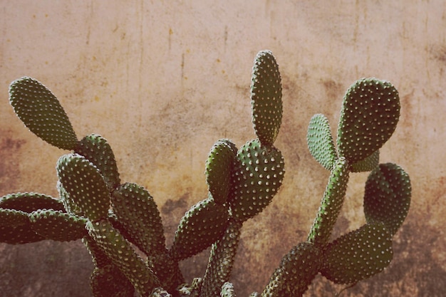 Prossimo piano del cactus della pera spinosa contro il muro