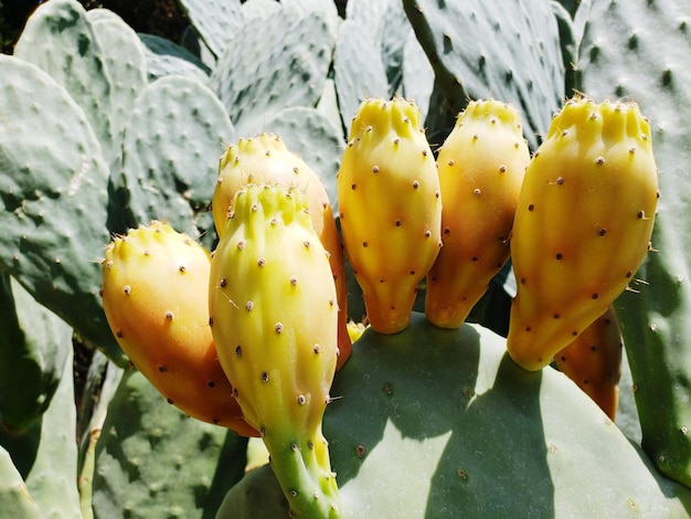 Prossimo piano del cactus della pera spinosa
