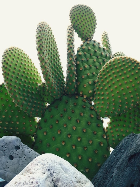 Prossimo piano del cactus della pera spinosa