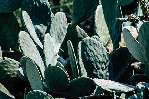 Prossimo piano del cactus della pera spinosa