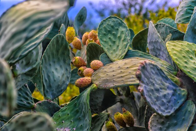 Prossimo piano del cactus della pera spinosa