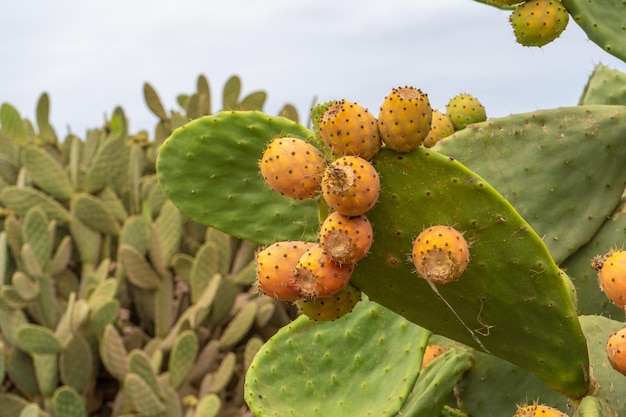 Prossimo piano del cactus della pera spinosa