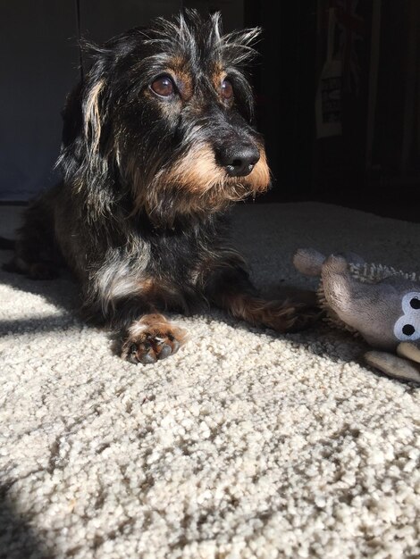 Prossimo piano del cane a casa