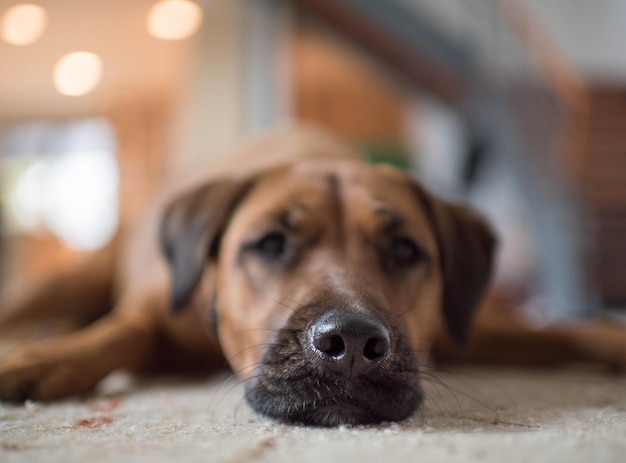 Prossimo piano del cane a casa