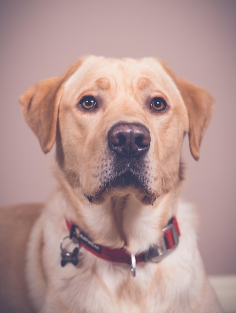 Prossimo piano del cane contro il muro