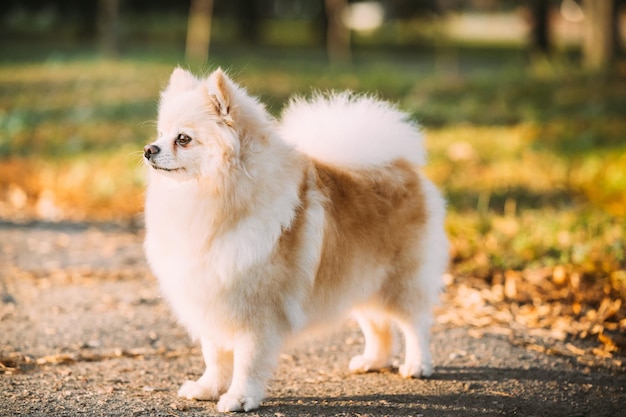 Prossimo piano del cane sul campo