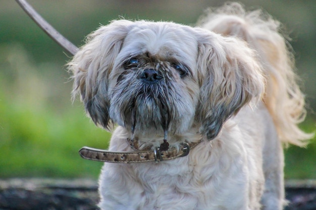 Prossimo piano del cane