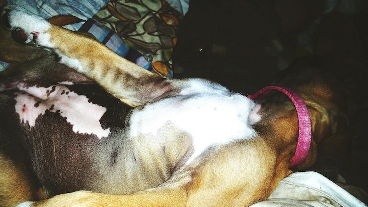 Foto prossimo piano del cane