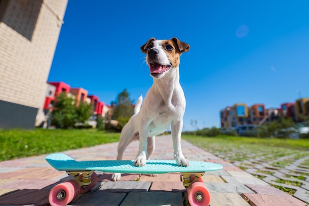 Prossimo piano del cane