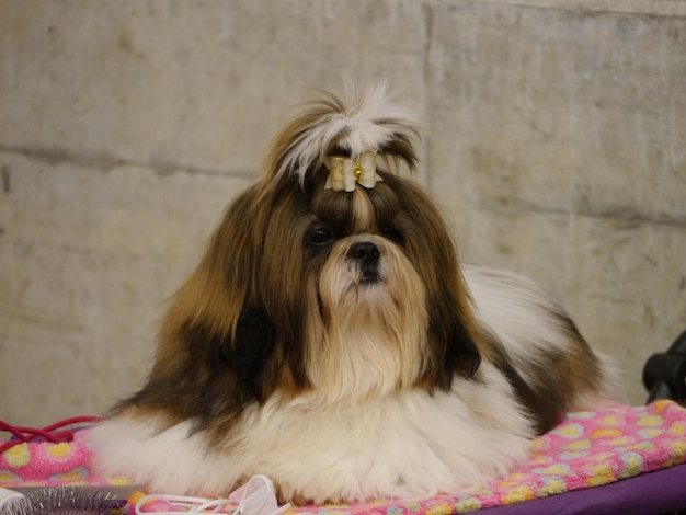 Prossimo piano del cane