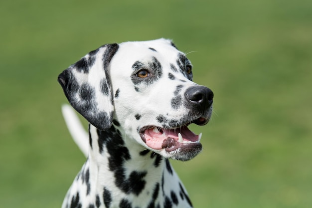 Prossimo piano del cane