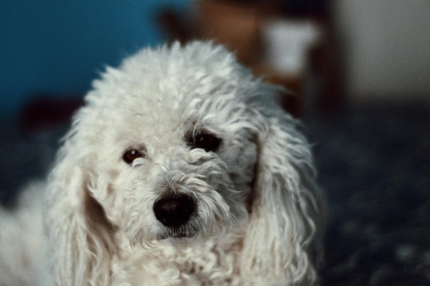 Prossimo piano del cane