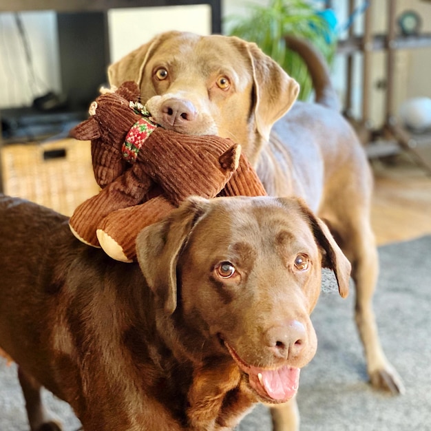 Prossimo piano del cane