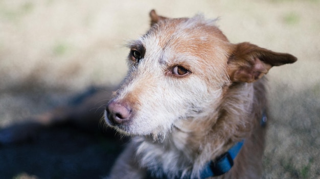 Prossimo piano del cane