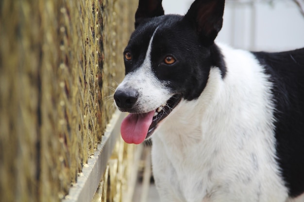 Prossimo piano del cane