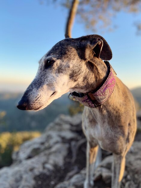 Prossimo piano del cane