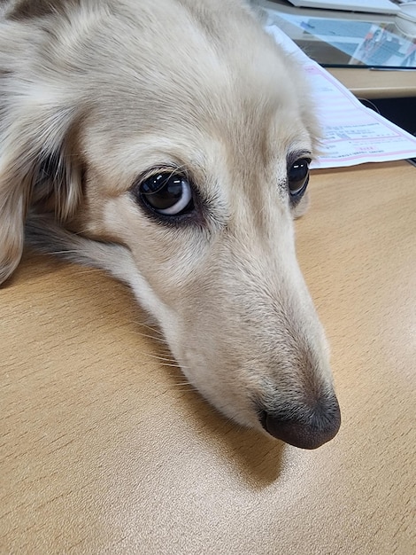 Prossimo piano del cane