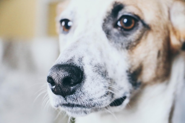 Prossimo piano del cane