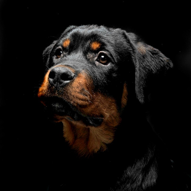 Prossimo piano del cane