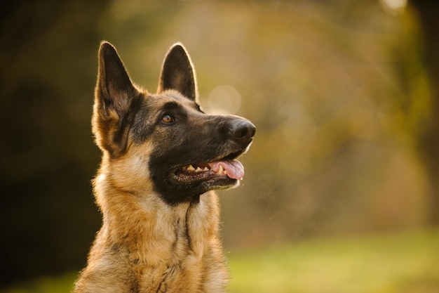 Prossimo piano del cane