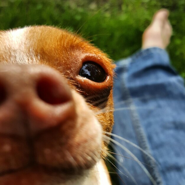 Prossimo piano del cane