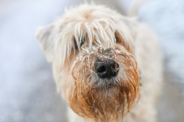 Prossimo piano del cane