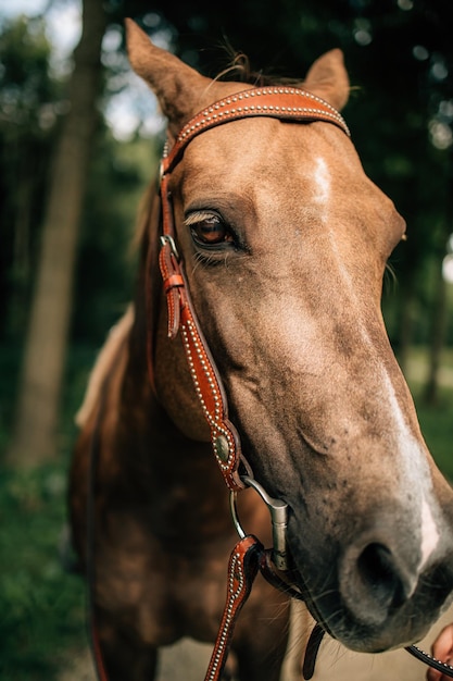 Prossimo piano del cavallo sul campo