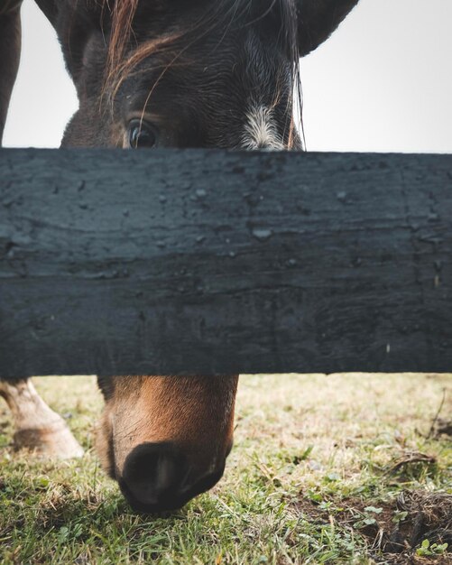 Prossimo piano del cavallo sul campo