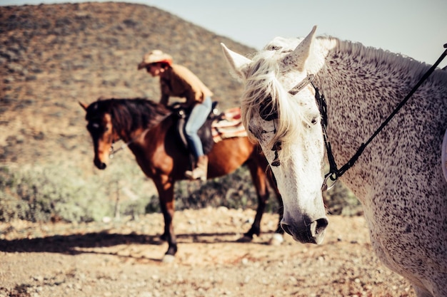 Prossimo piano del cavallo sul campo