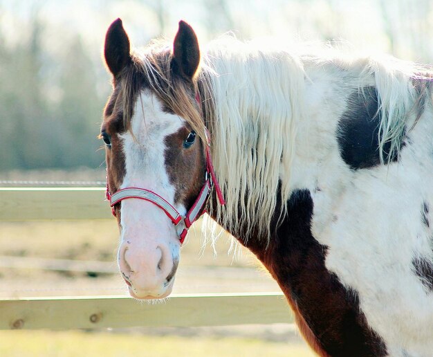 Prossimo piano del cavallo