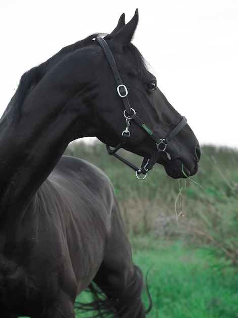 Prossimo piano del cavallo