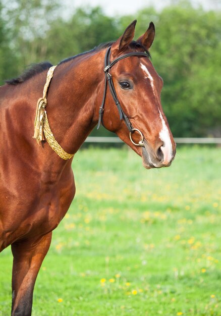 Prossimo piano del cavallo