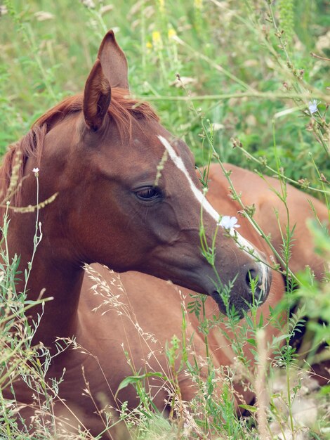 Prossimo piano del cavallo