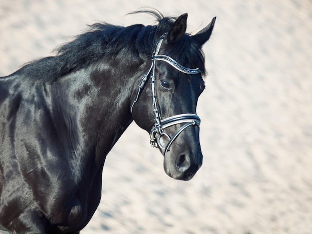 Prossimo piano del cavallo