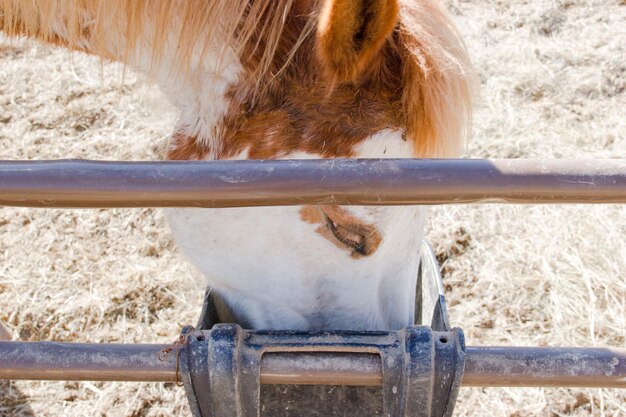 Prossimo piano del cavallo