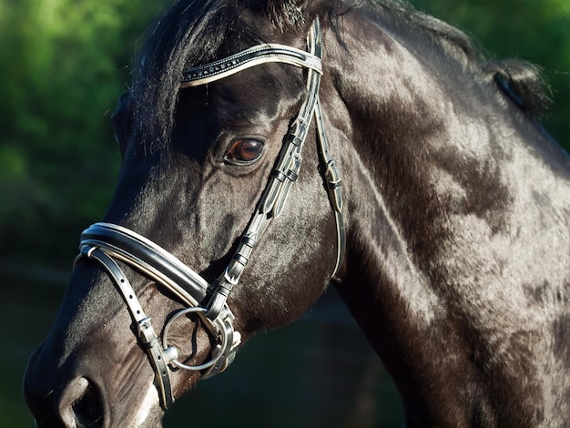Prossimo piano del cavallo