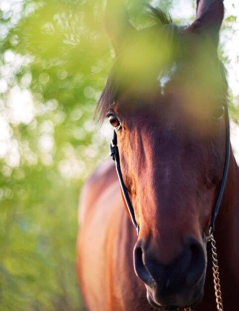 Prossimo piano del cavallo