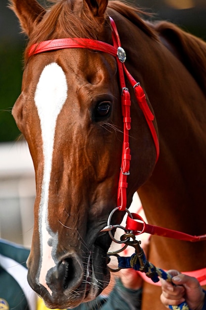 Prossimo piano del cavallo