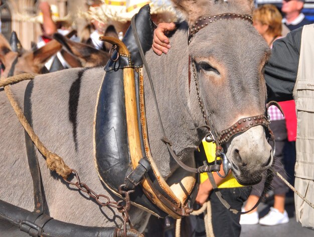 Prossimo piano del cavallo