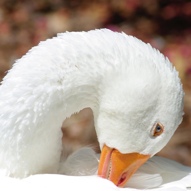 Prossimo piano del cigno bianco